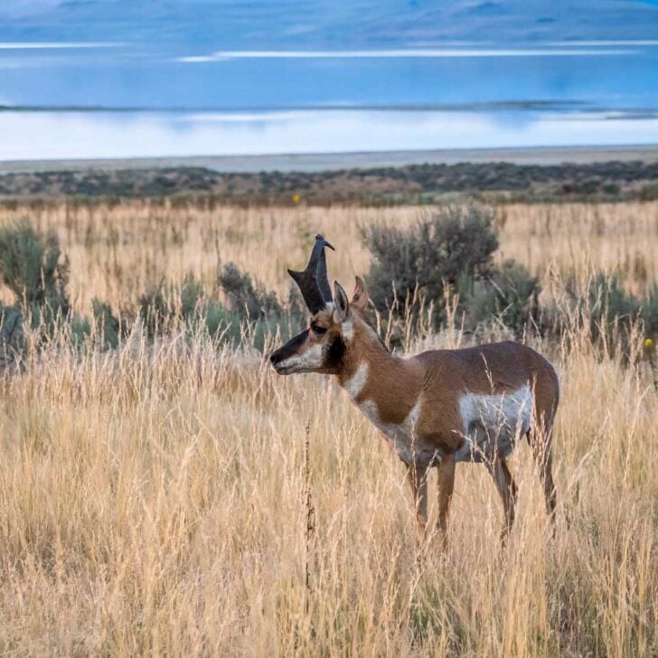 A Pronghorn on Antelope Island seen on a tour from Salt Lake City Utah