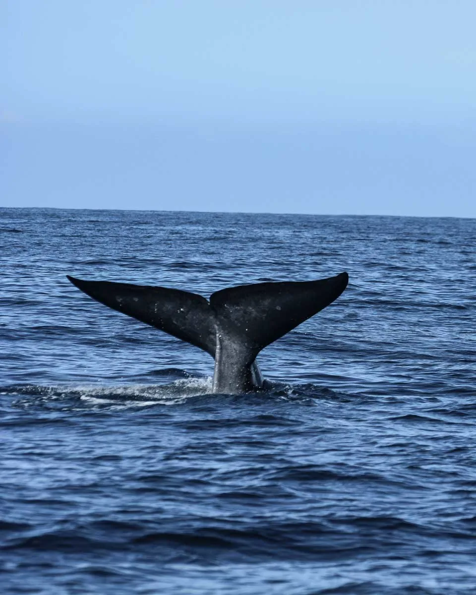 A-blue-whale-tail-on-a-whale-watching-tour from Quebec City Quebec