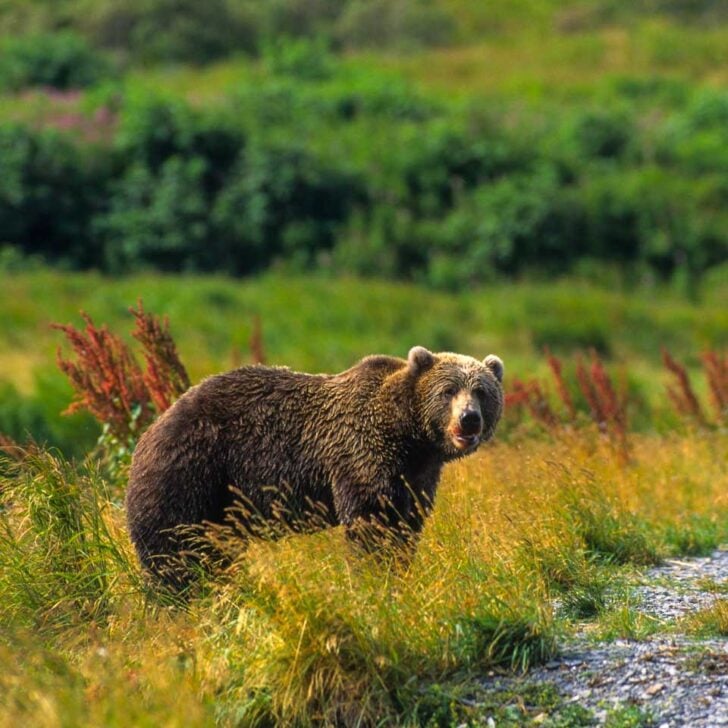 A brown bear seen on a tour from Anchorage Alaska