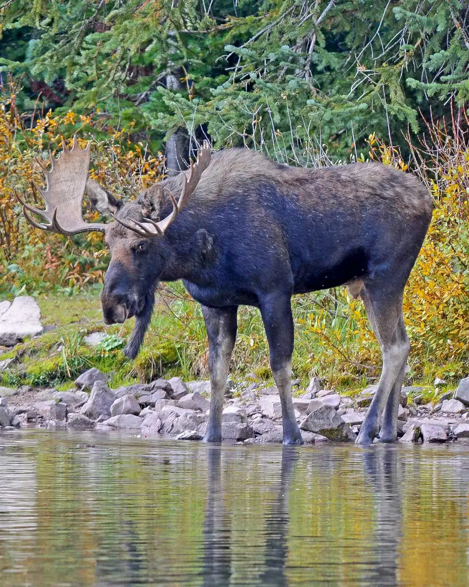 A bull moose seen on a scenic tour from Fairbanks Alaska