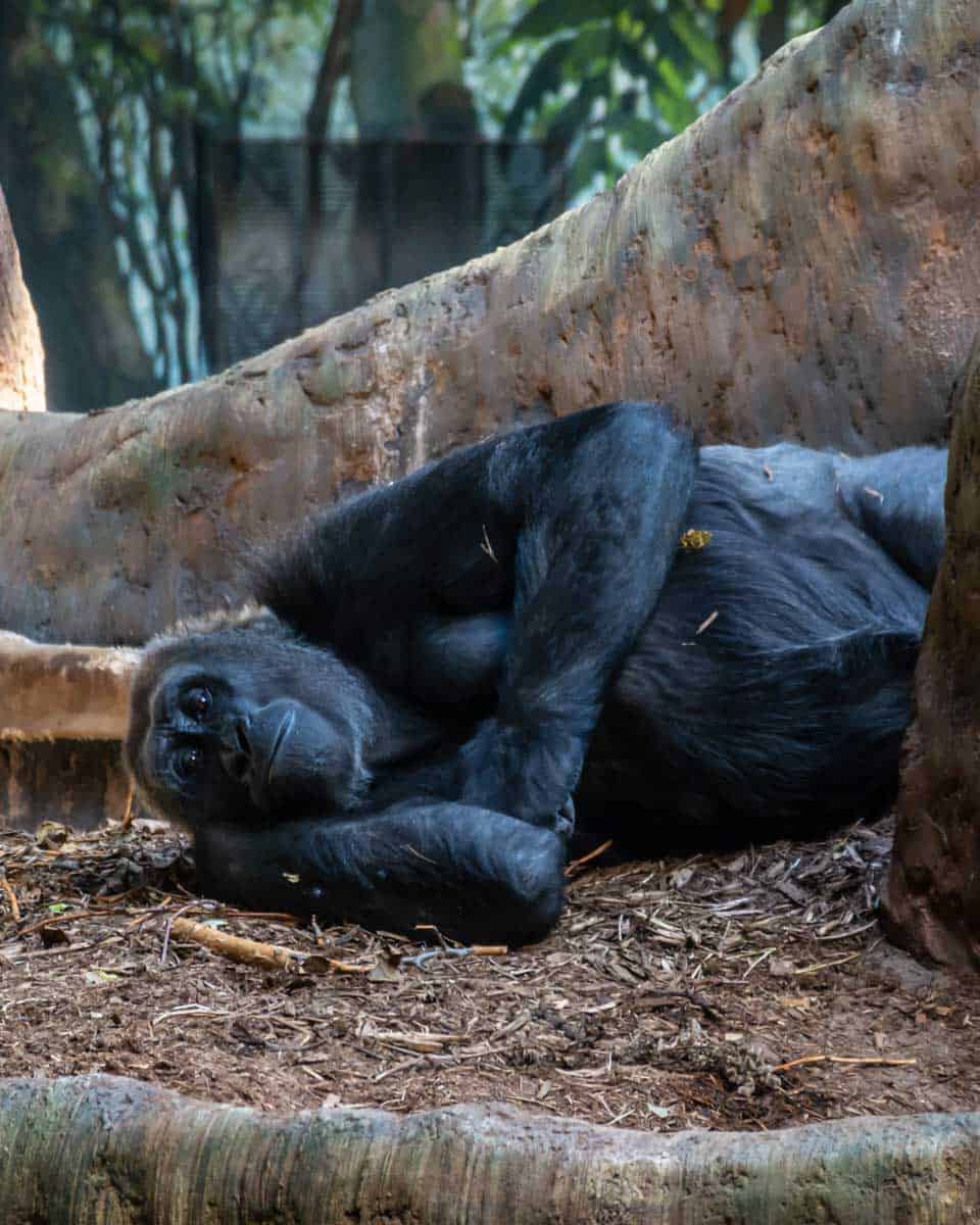 A-gorilla-lays-down-at-Santa Barbara Zoo California