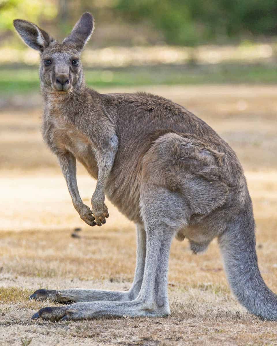 A-kangaroo-seen-at-the-zoo in Santa Barbara California