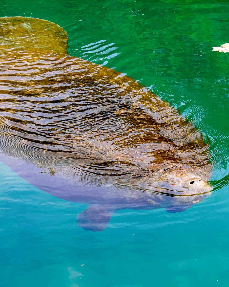 A-large-manatee-seen-at the Tampa Zoo in Tampa Florida