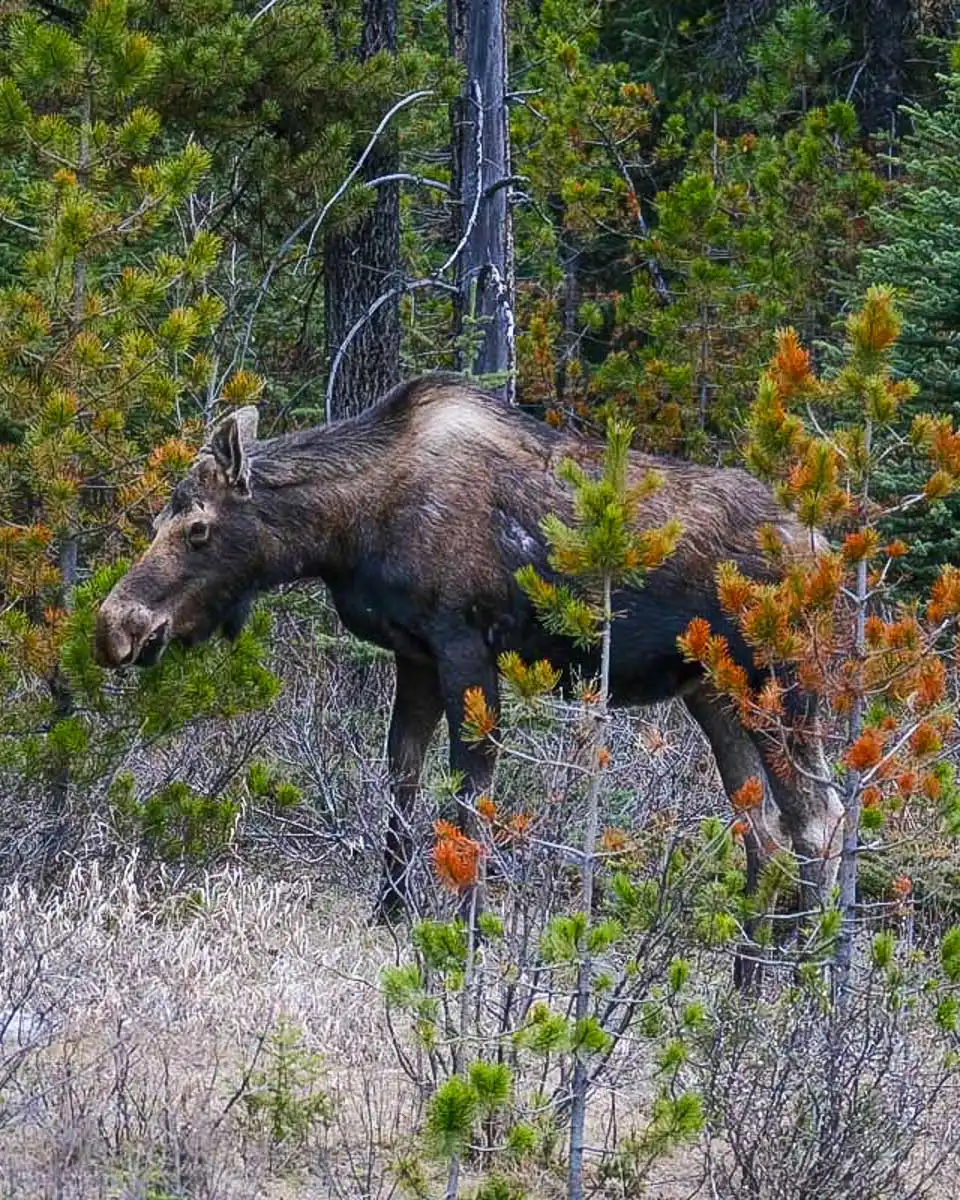 A moose seen on a tour from Anchorage Alaska