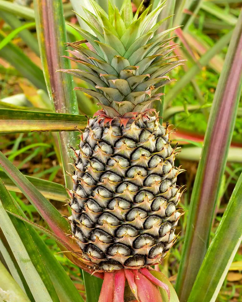 A-pineapple-seen-on-a-tour-to a Maui Pineapple Farm in Haliimaile from Maui Hawaii