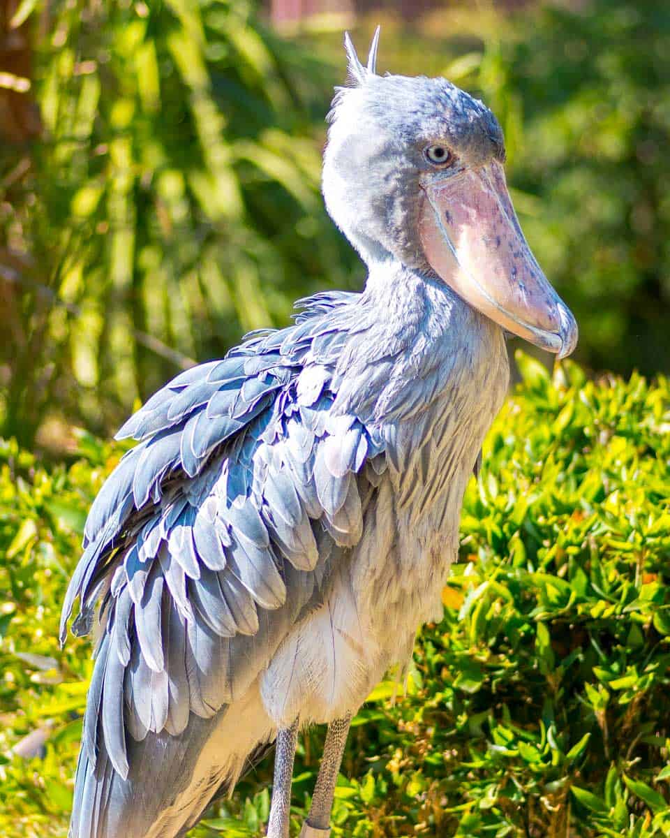 A shoebill seen at the Tampa zoo in Tampa Florida