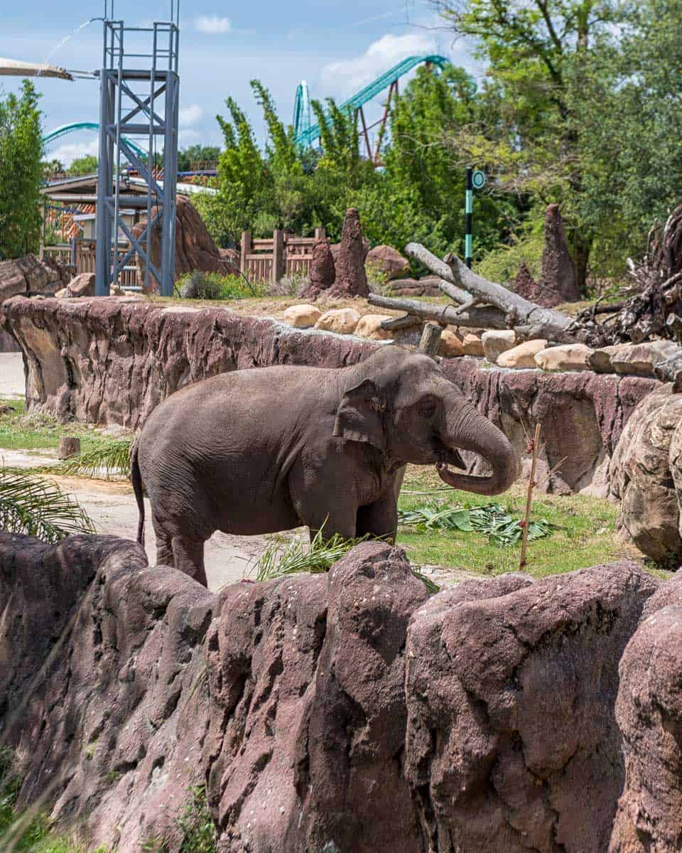 An elephant at Busch Gardens Tampa Bay near Tampa Florida