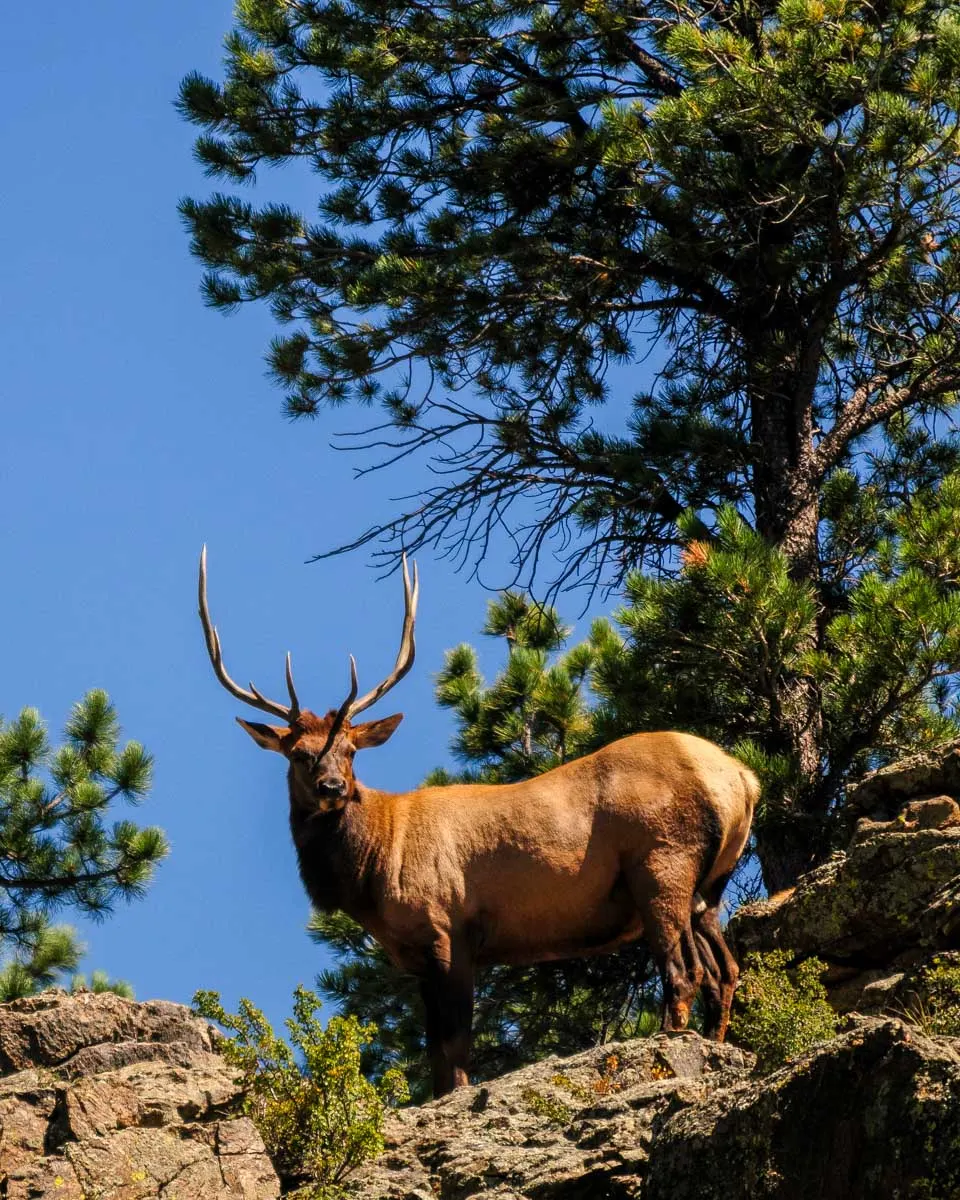 An elk seen in Rocky Mountain National Park on a tour from Denver Colorado