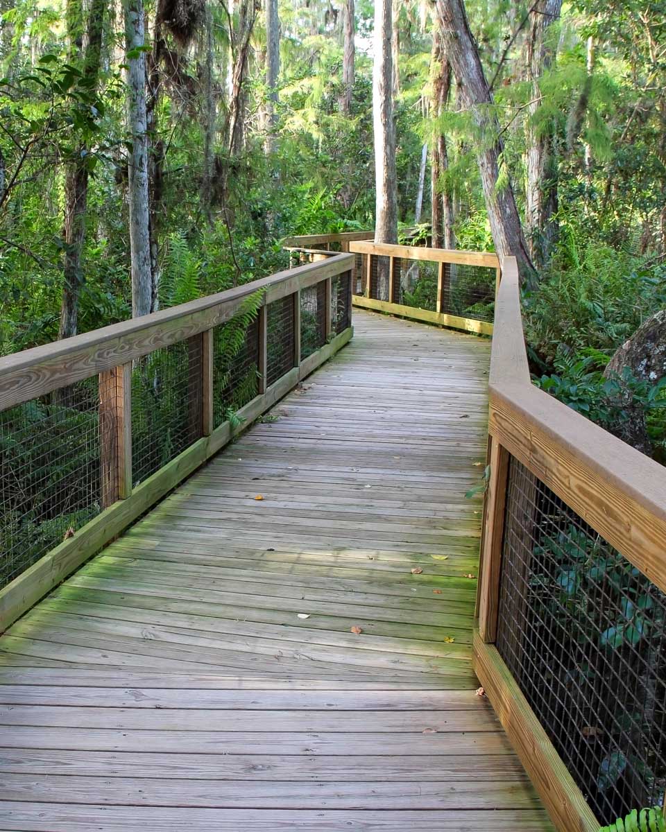 Audubon Corkscrew Swamp Sanctuary near Naples Florida