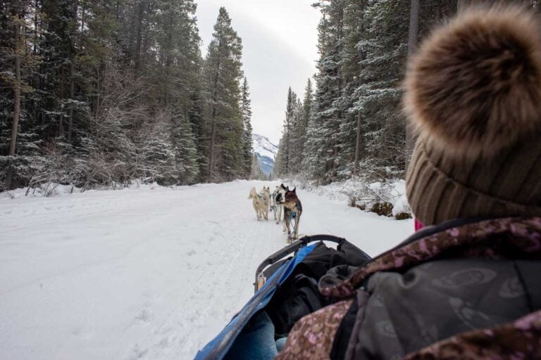 Bailey on a dog sled in Fairbanks Alaska