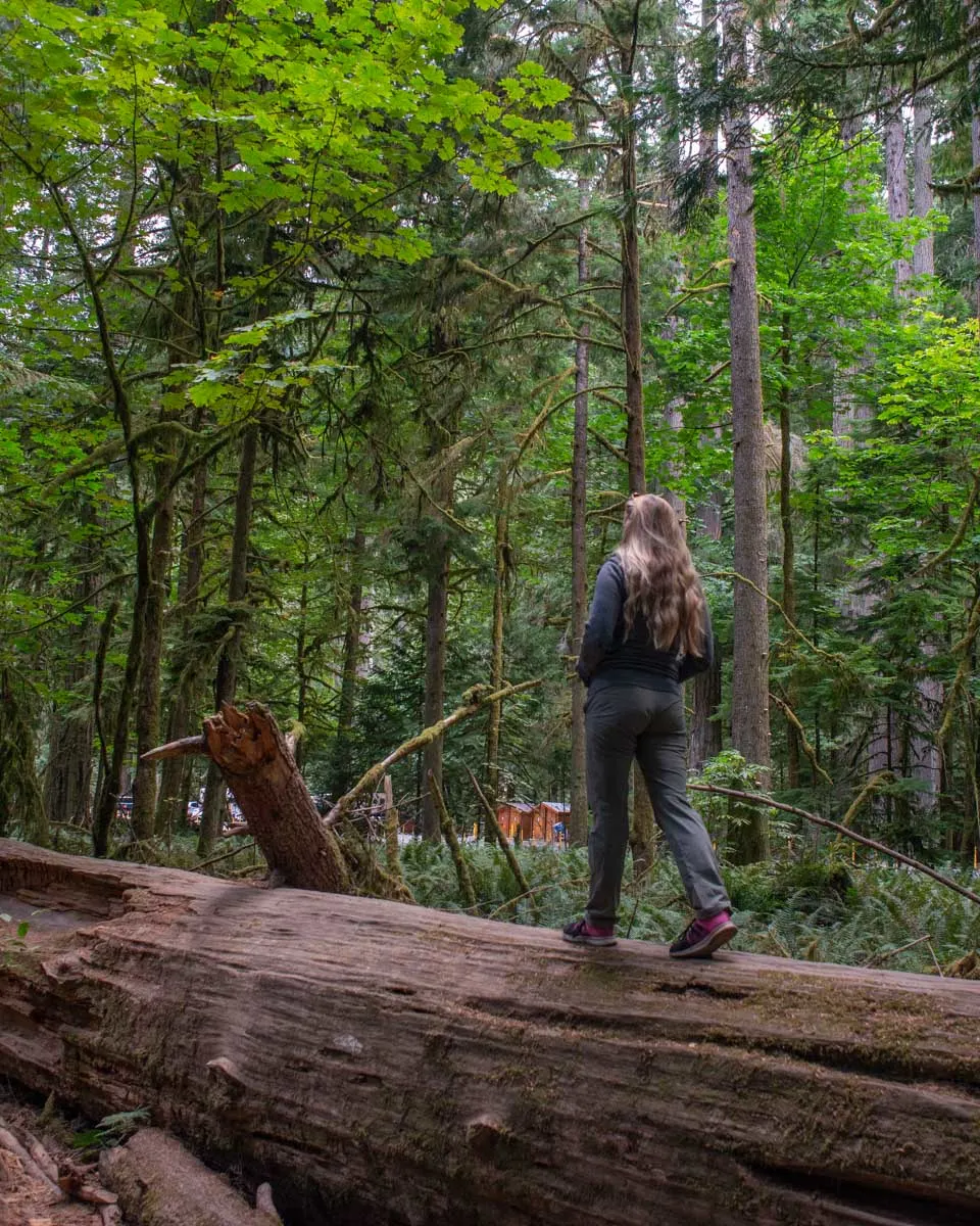 Bailey-walks-on-an-old-tree-that-has-fallen-in-Olympic National Park on a tour from Seattle Washington