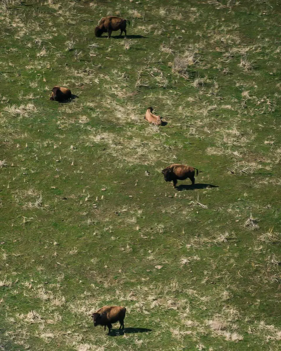 Buffalo seen from above on a flight in Salt Lake City Utah