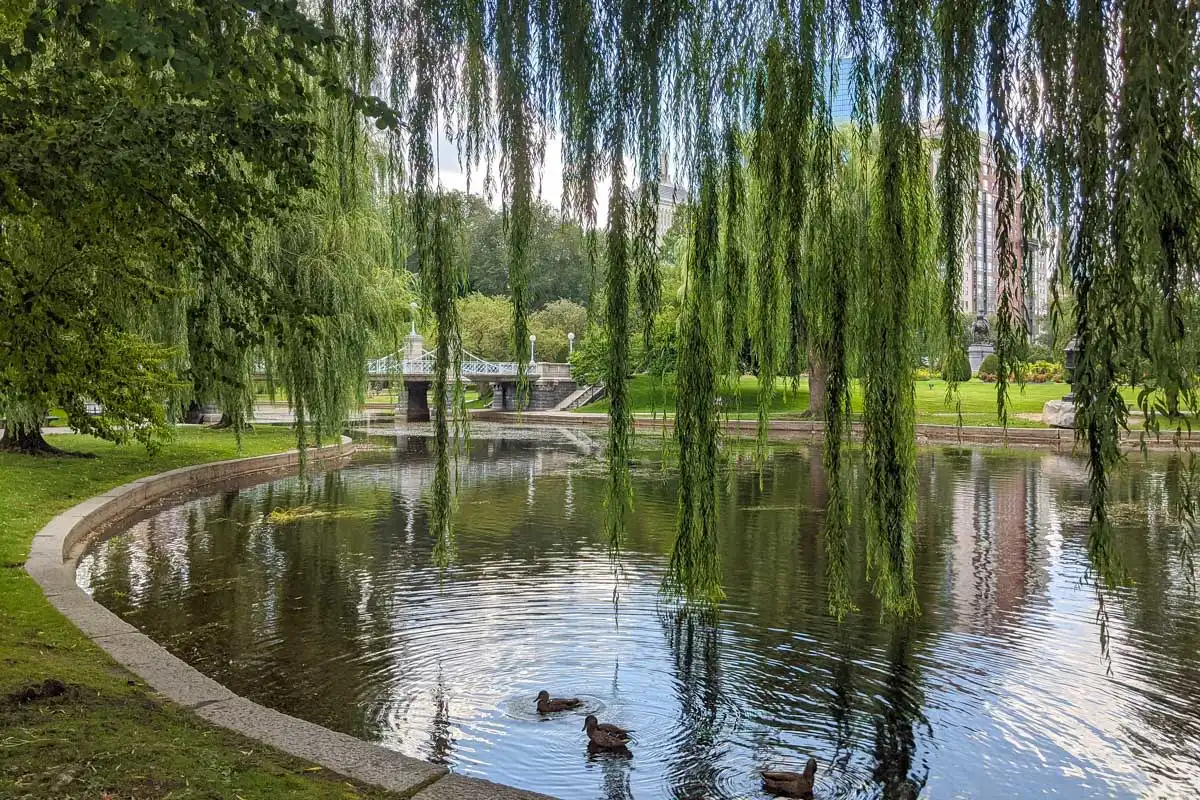 Ducks in a pond of the Boston Common in Boston Massachusetts