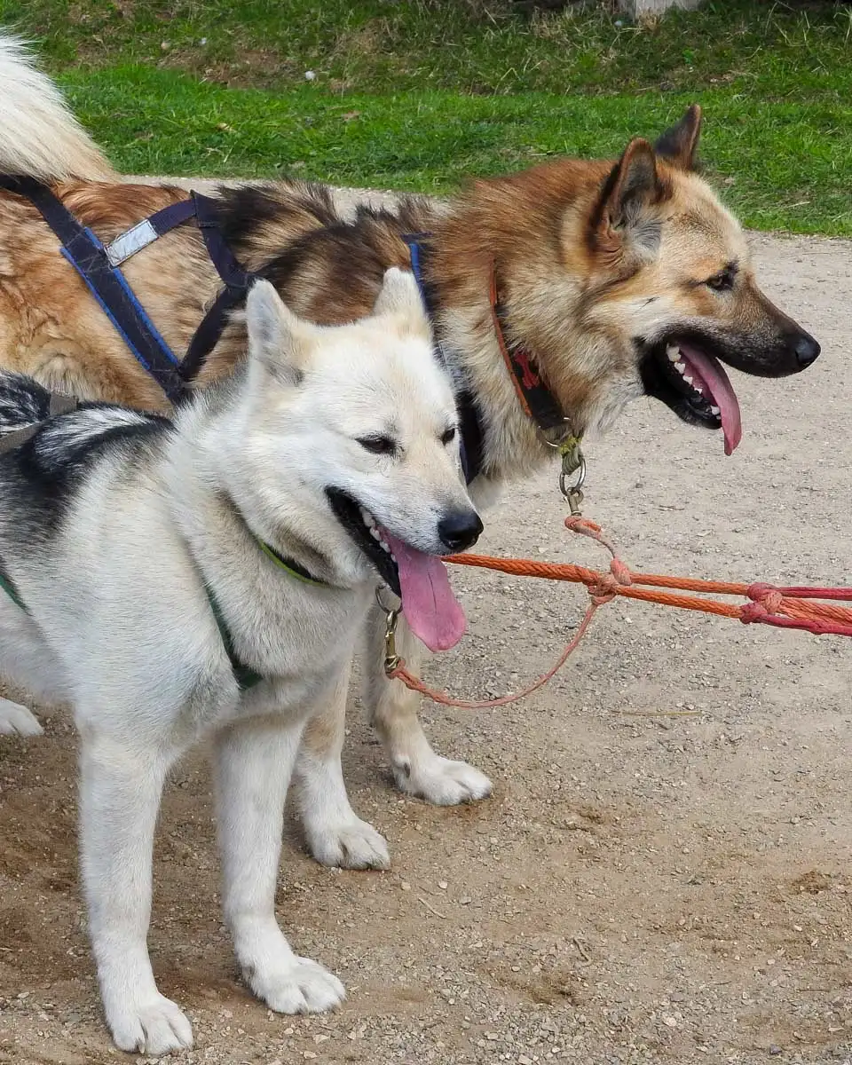 Husky dogs seen on a summer mushing tour from Fairbanks Alaska