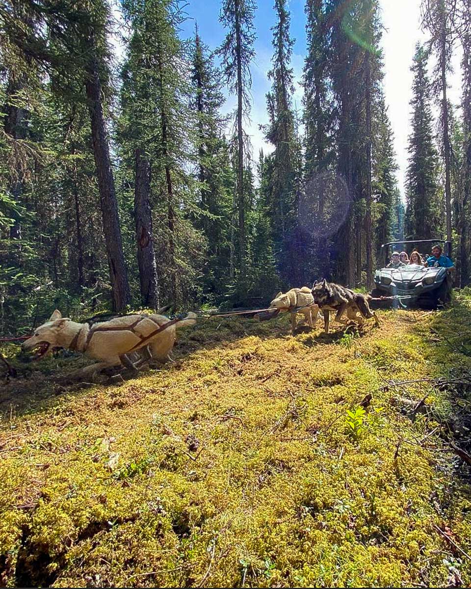 Last Frontier Mushing Co-op sled dogs pull a 4x4 on a tour from Fairbanks Alaska