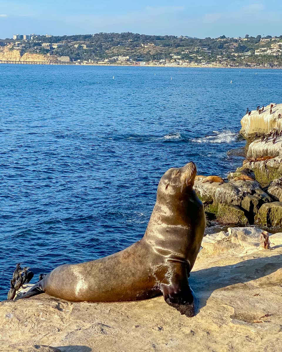 Looking at a sealion at La Jolla Cove in San Diego Califoria