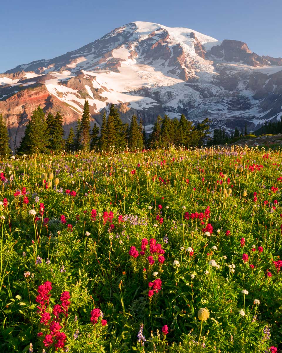 Mt. Rainier in Mt. Rainier National Park near Seattle Washington USA