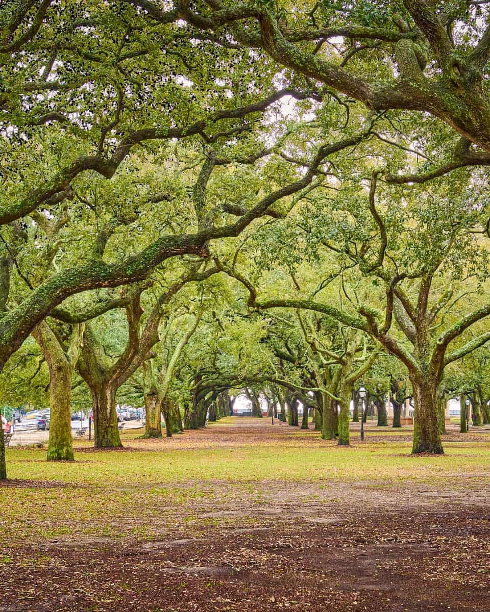 Oak Trees at White Point Garden Charleston South Carolina
