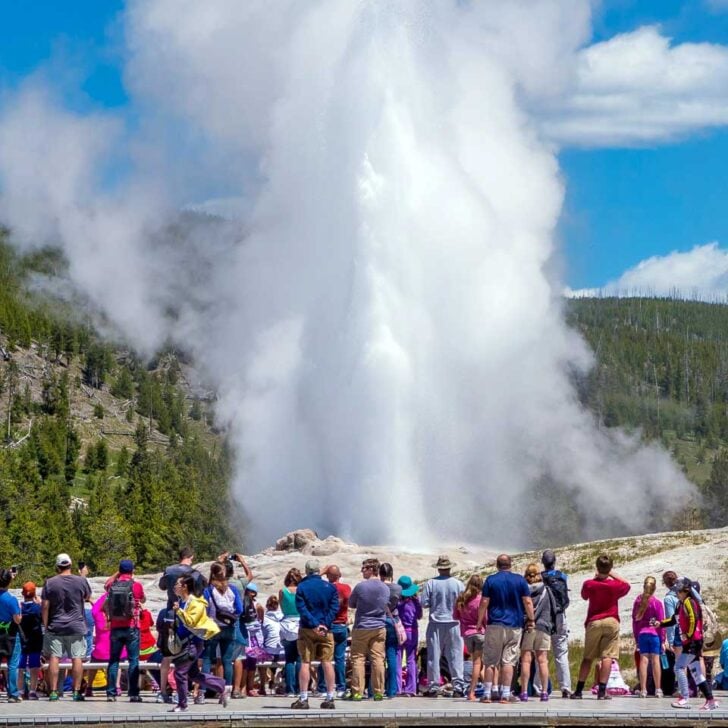 Old Faithful seen on a tour to Yellowstone National Park from Jackson Hole Wyoming