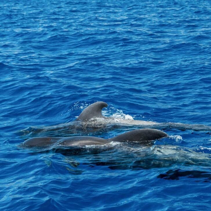Pilot-Whales-seen-on-a-tour-from-the Canary Islands