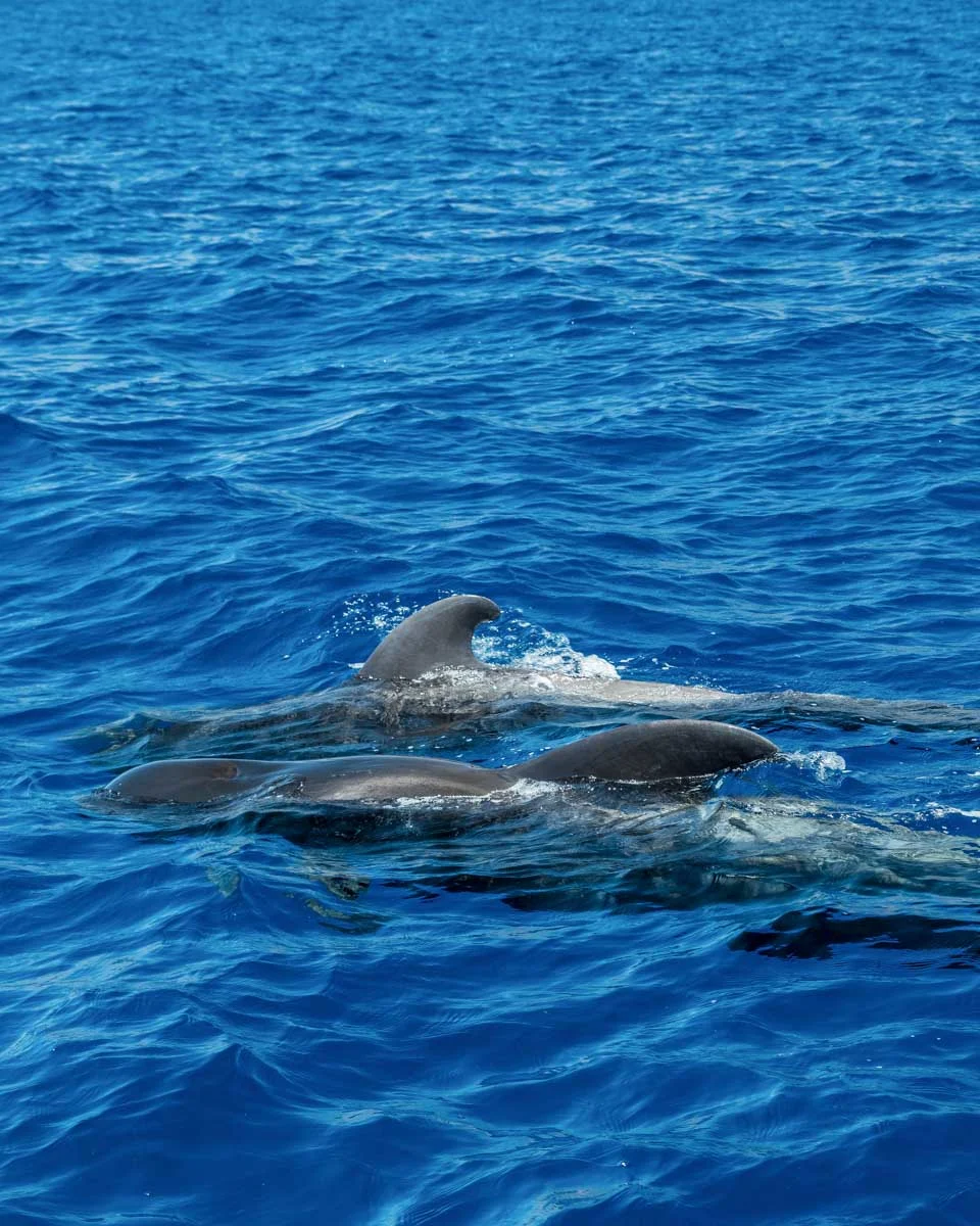 Pilot-Whales-seen-on-a-tour-from-the Canary Islands