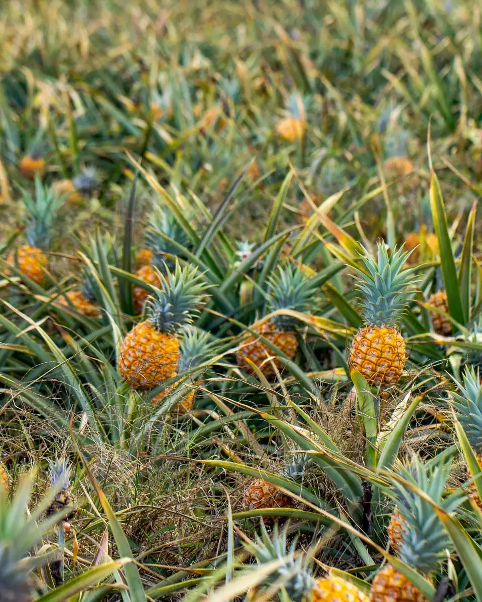 Pineapples-seen-on-a-tour-to a Maui Pineapple Farm in Haliimaile from Maui Hawaii