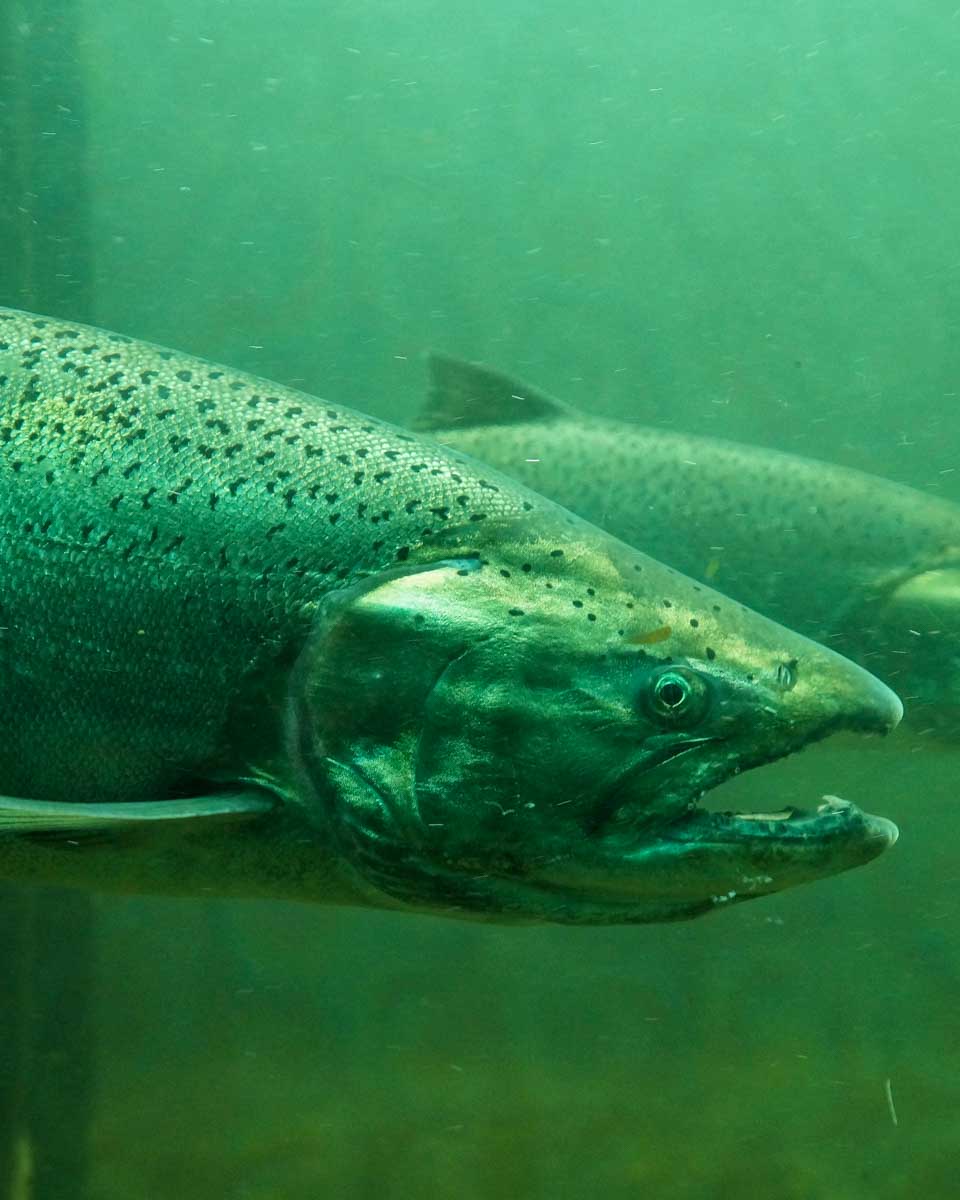 Salmon at the Ballard Locks Fish Ladder near Seattle Washington
