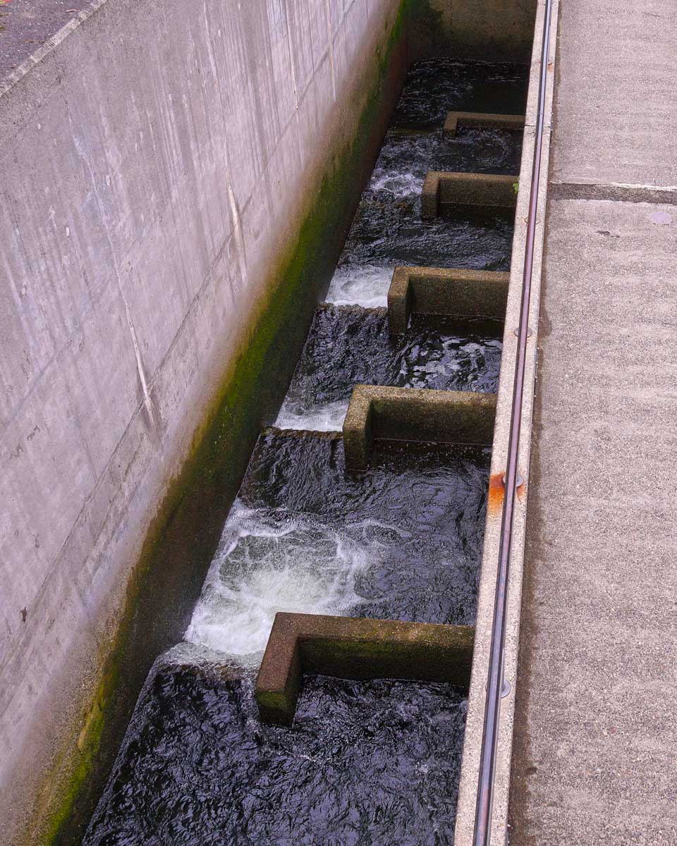 The Ballard Locks Fish Ladder near Seattle Washington