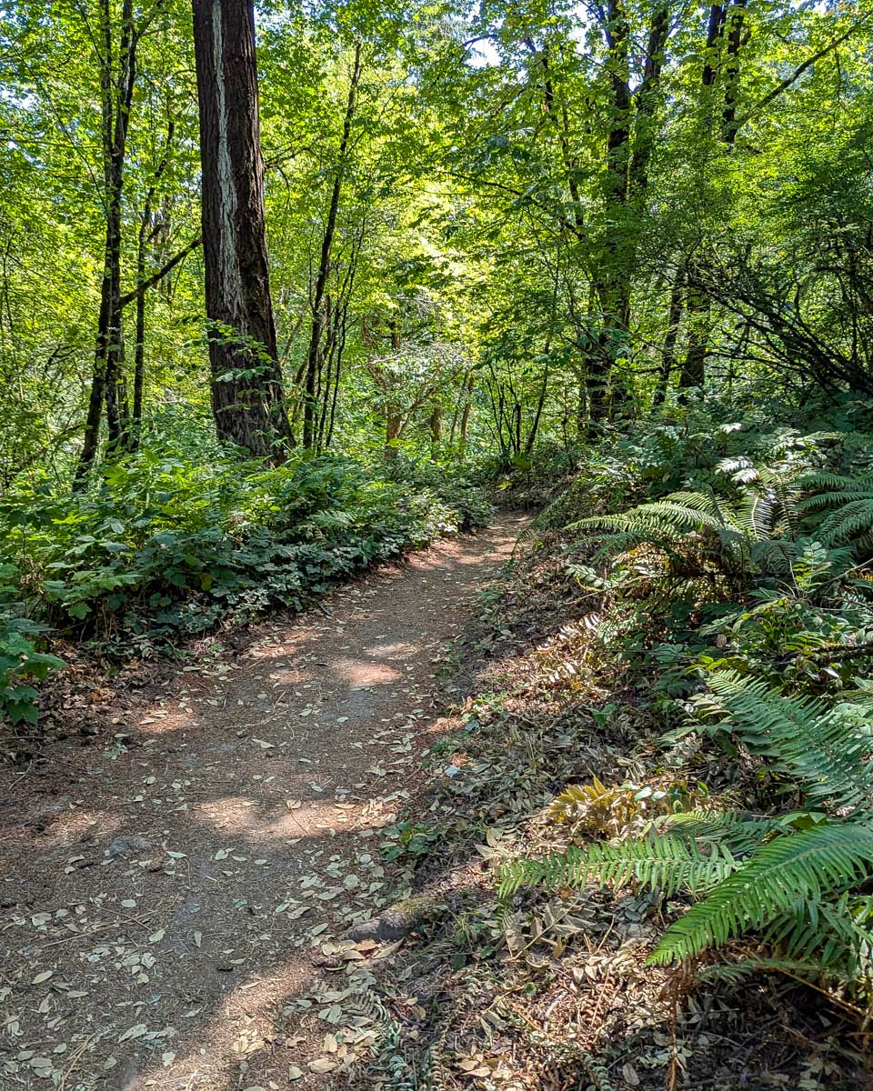 Trail in Forest Park, Portland Oregon