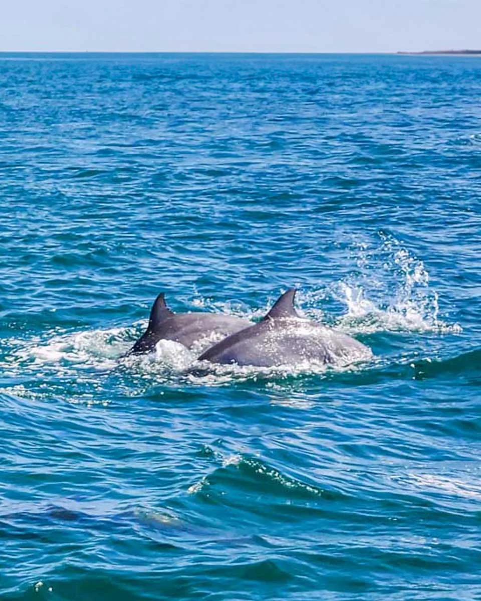Two-dolphins-swim-on-a-tour-from-Key West Florida