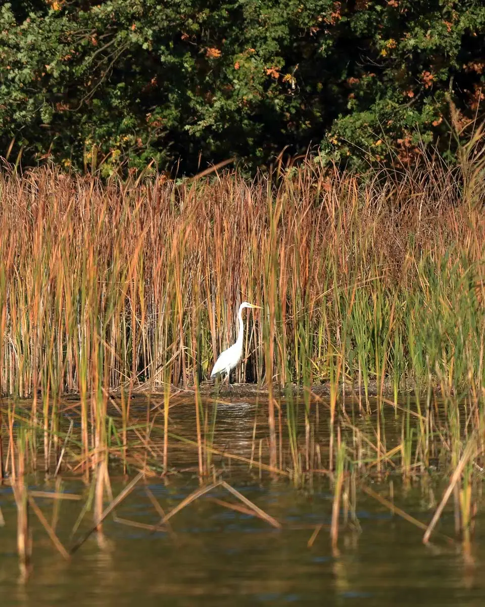 A bird seen on a kayaking tour of North Myrtle Beach in Myrtle Beach South Carolina