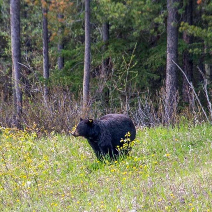 A-black-bear-eats-grass-on-a-tour-from-Jasper