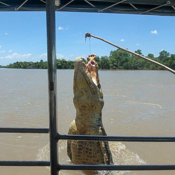 A-crocodile-jumps-out-of-the-water-at-Litchfield-National-Park-on-a-tour-from-Darwin-Australia