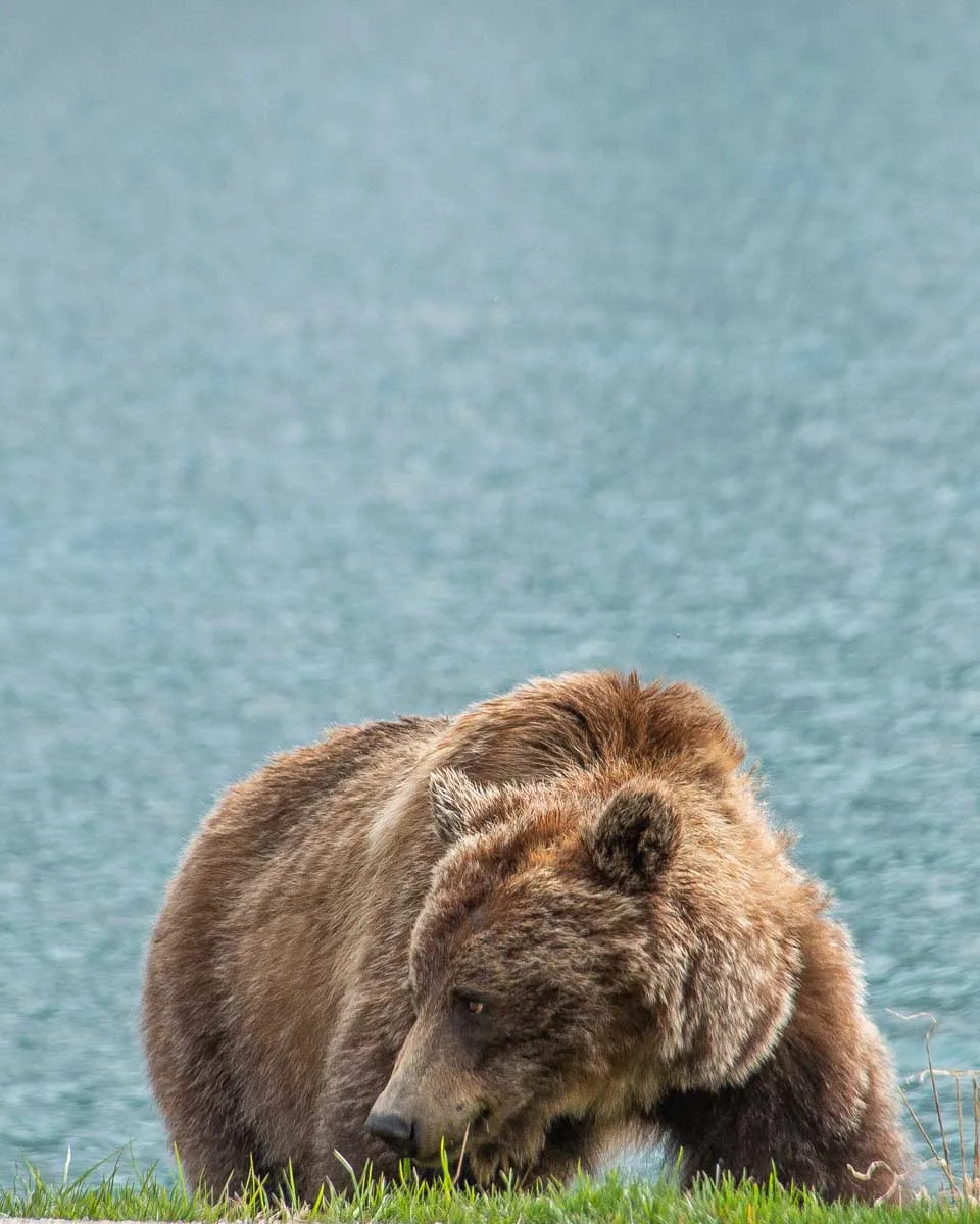A-grizzly-bear-eats-grass-near-Canmore-Alberta on a tour of the icefields parkway