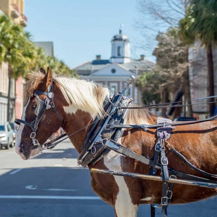 A-horse-and-carriage-seen-on-a-history-tour-of-Charleston-South-Carolina from Myrtle Beach