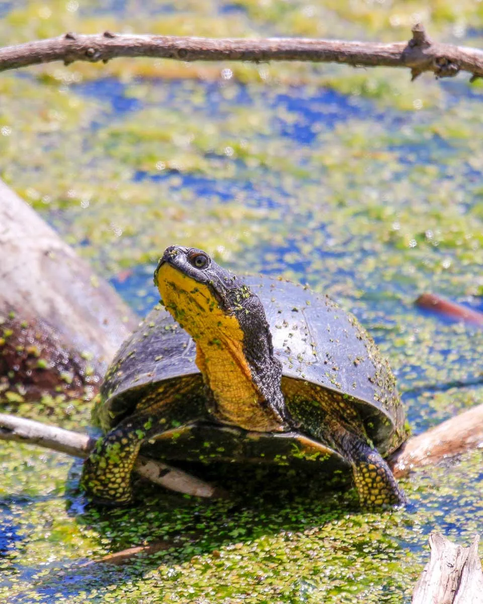 A turtle seen on a wildlife tour from Myrtle Beach South Carolina