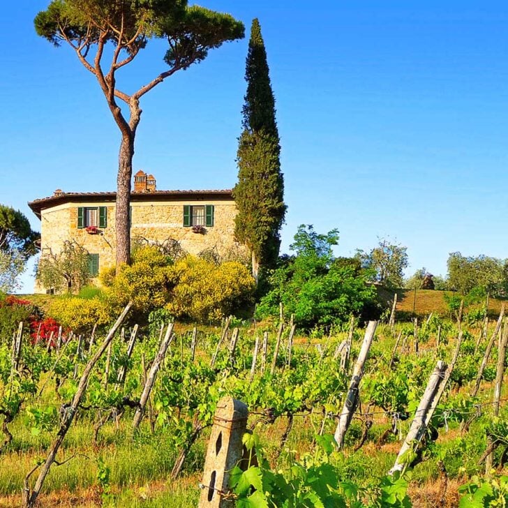 A-vineyard-in-Tuscany-on-a-wine-tour-from-Florence-Italy