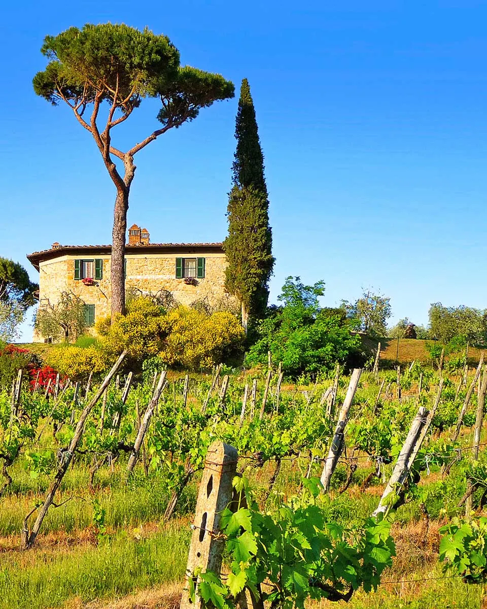 A-vineyard-in-Tuscany-on-a-wine-tour-from-Florence-Italy