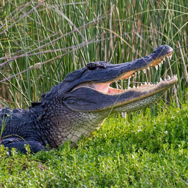 Alligator-seen on a wildlife tour from Myrtle Beach South Carolina
