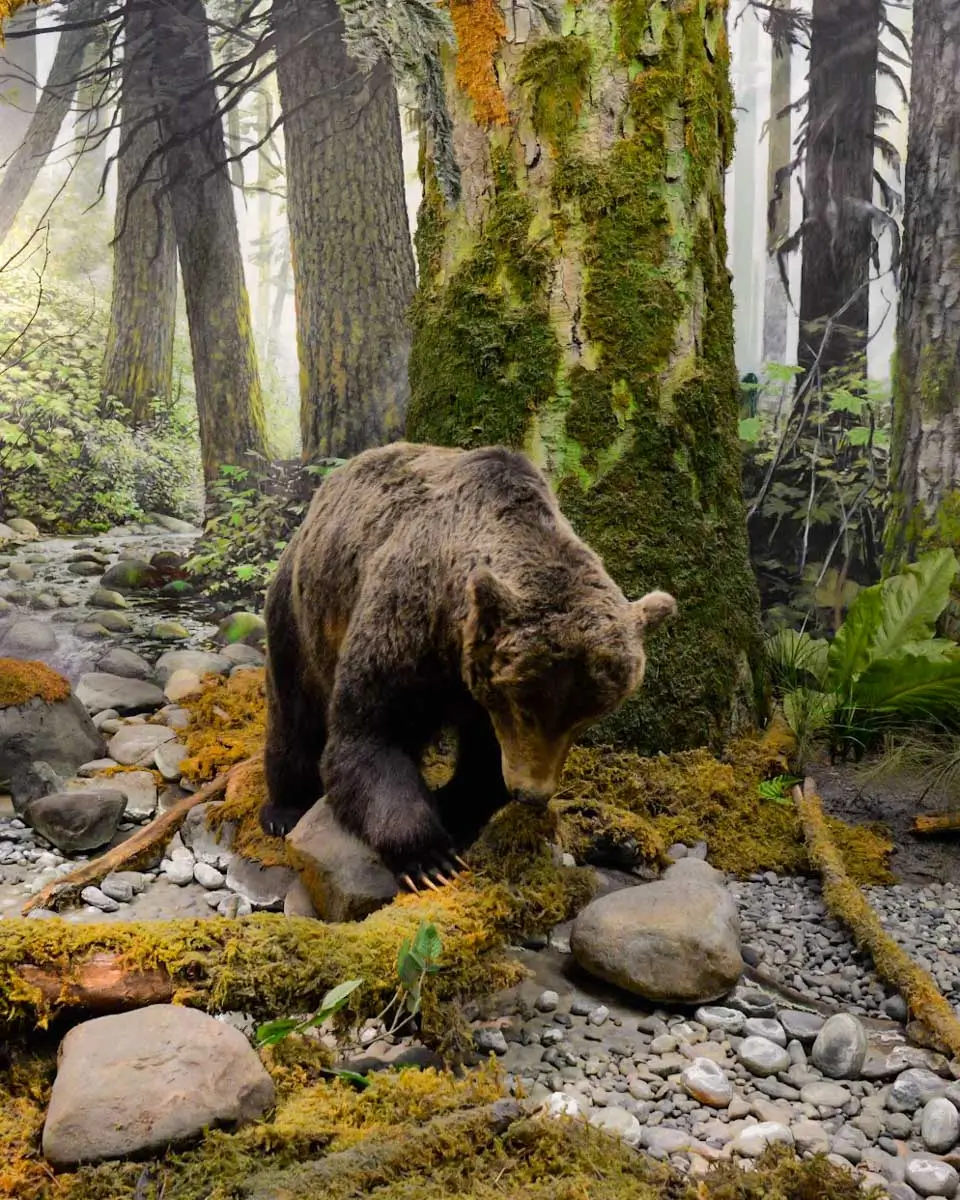 Bear exhibit seen in Royal BC Museum in Victoria BC