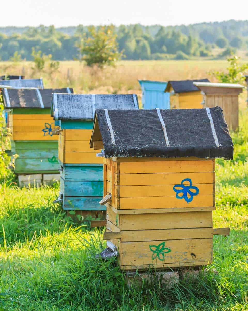 Bee hives seen on a tour from Kelowna BC Canada