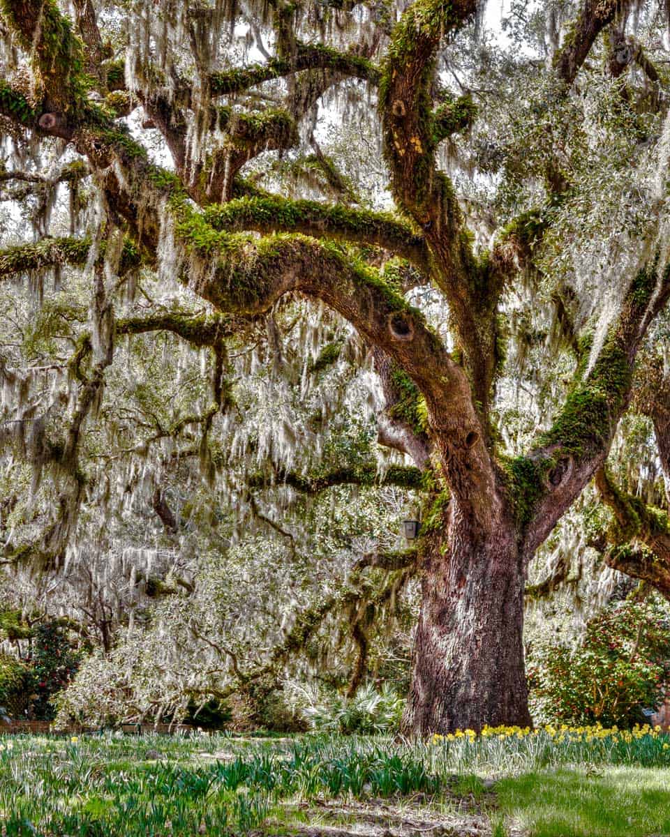 Brookgreen Gardens near Myrtle Beach South Carolina (1)