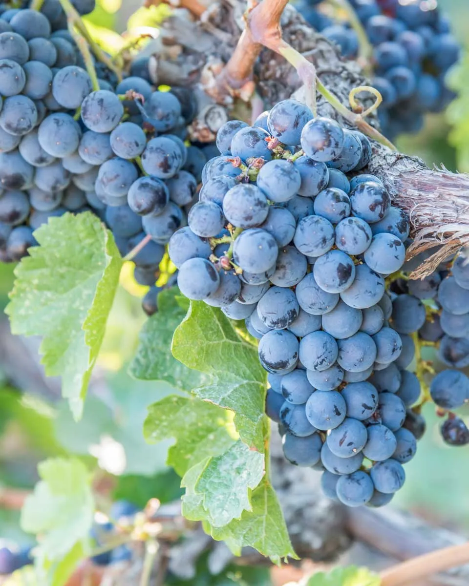 Grapes-at-a-winery-near-Kelowna BC