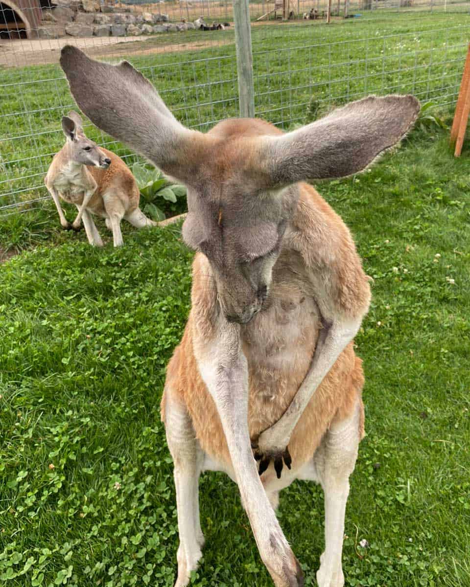 Kangaroo Creek Farm in Kelowwna BC Canada (1)