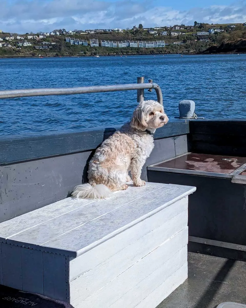 Kinsale Wellness on Water a dog seen on the boat cruise tour in Cork Ireland
