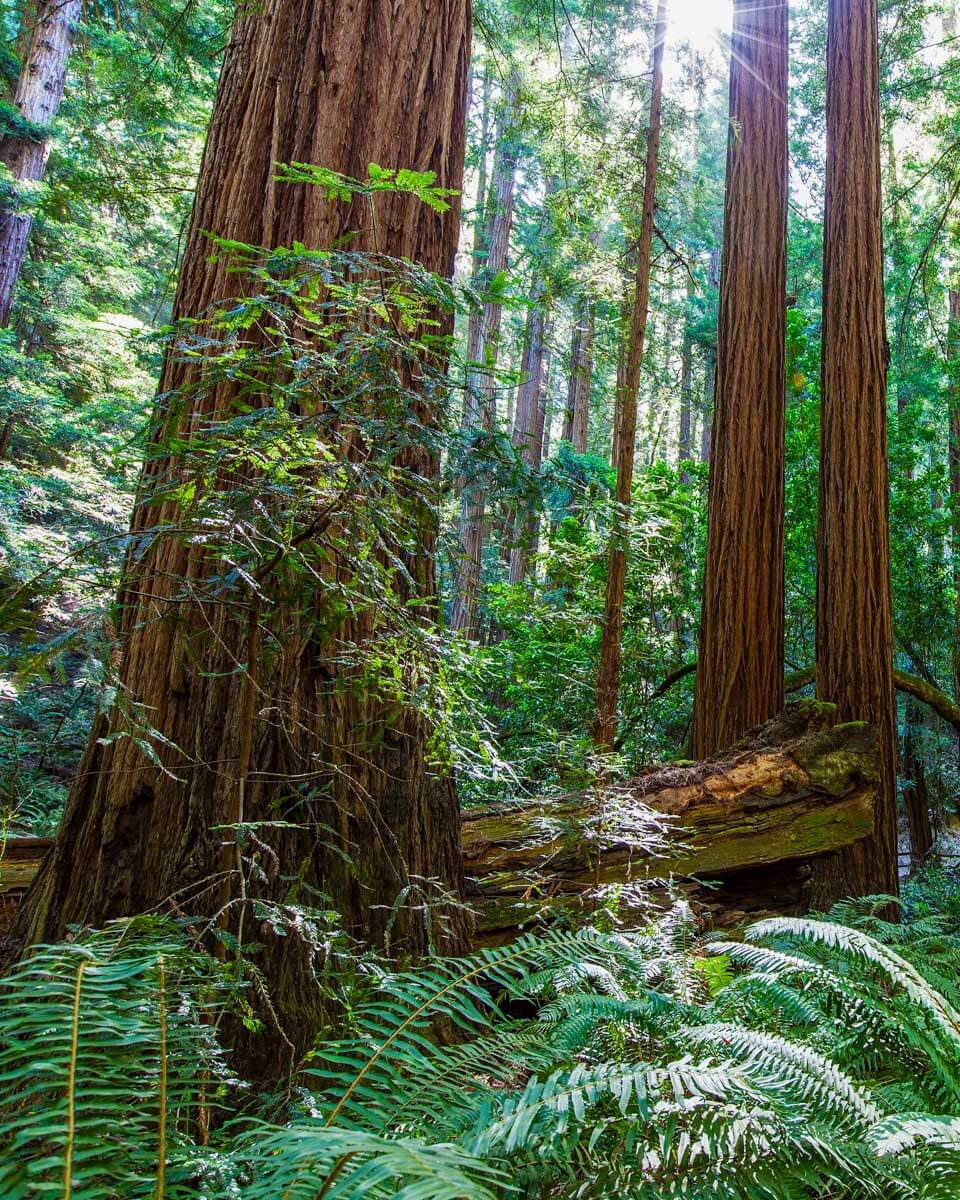 Redwood trees seen on a hike near Napa California (1)