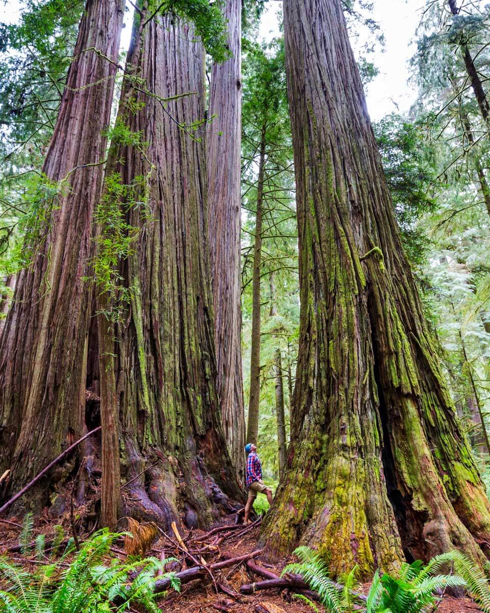 Redwood trees seen on a hike near Napa California (2)
