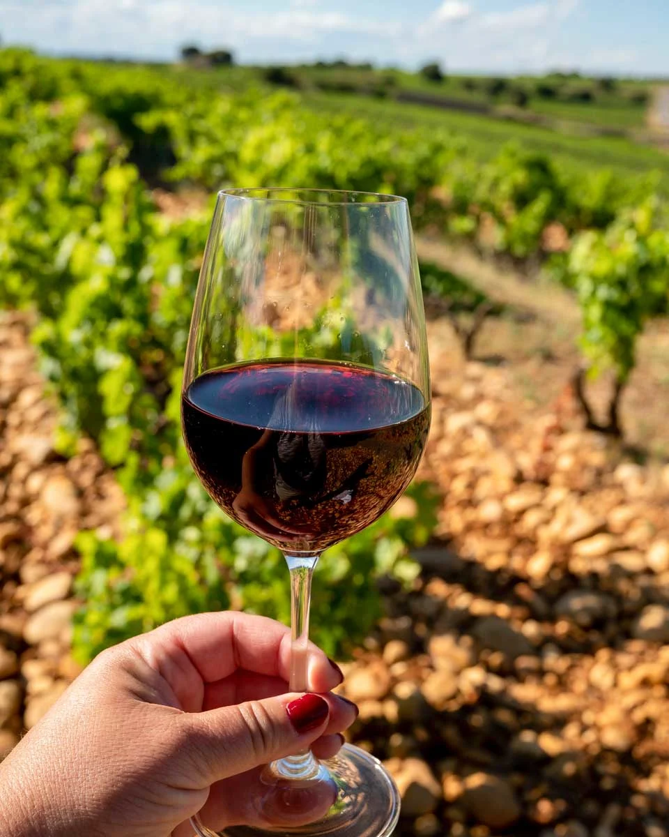 Wine-drank-at-Fattoria-Poggio-Alloro-on-a-tour-of-Tuscany-from-Rome-Italy