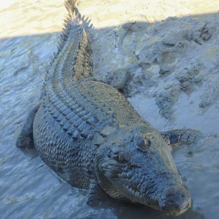 A-crocodile-seen-on-a-cruise-in-Kakadu-Australia