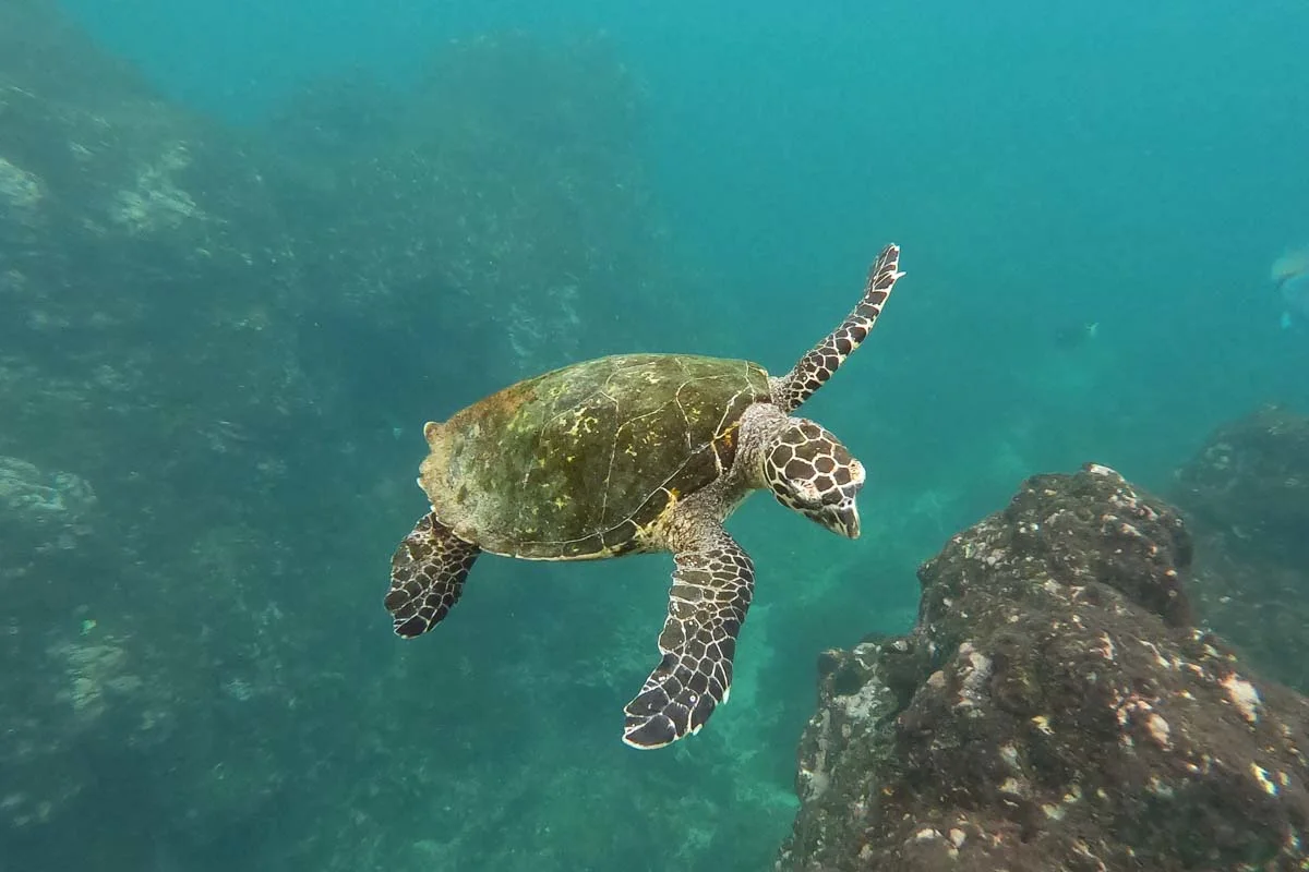 A-sea-turtle-while-snorkelling-Oahu-Hawaii